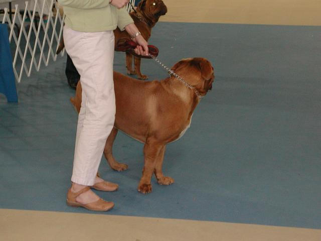 Dogue De Bordeaux 2003 Nationals