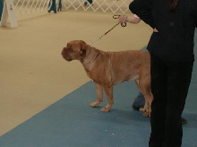 Dogue De Bordeaux 2003 Nationals
