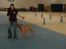 Dogue De Bordeaux 2003 Nationals