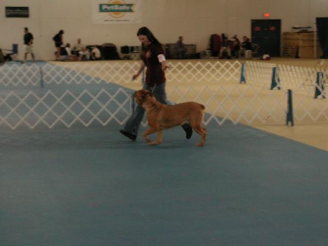 Dogue De Bordeaux 2003 Nationals
