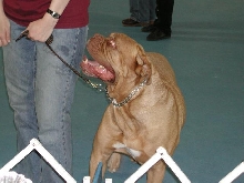 Dogue De Bordeaux 2003 Nationals