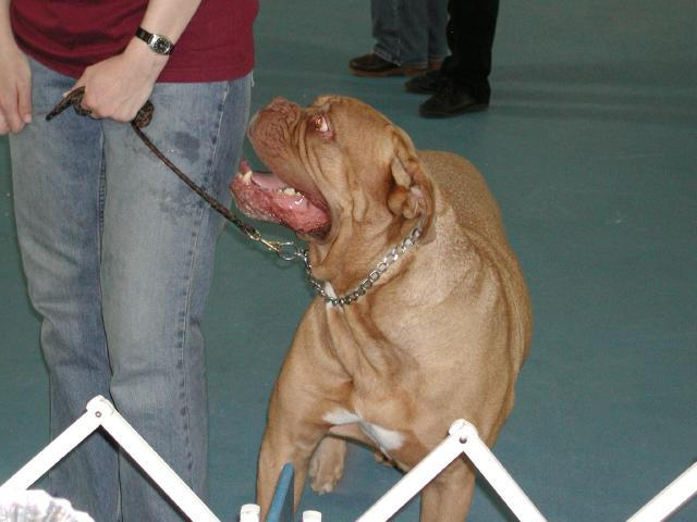 Dogue De Bordeaux 2003 Nationals