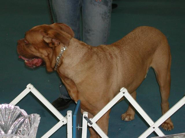 Dogue De Bordeaux 2003 Nationals