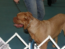 Dogue De Bordeaux 2003 Nationals