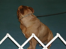 Dogue De Bordeaux 2003 Nationals