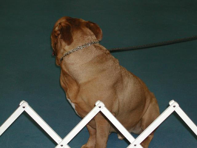 Dogue De Bordeaux 2003 Nationals