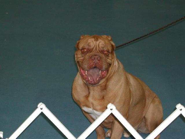 Dogue De Bordeaux 2003 Nationals