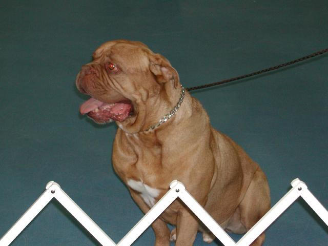 Dogue De Bordeaux 2003 Nationals