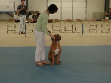 Dogue De Bordeaux 2003 Nationals