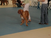 Dogue De Bordeaux 2003 Nationals