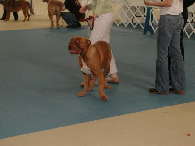 Dogue De Bordeaux 2003 Nationals