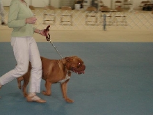 Dogue De Bordeaux 2003 Nationals