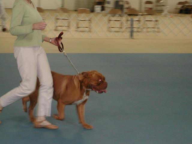 Dogue De Bordeaux 2003 Nationals