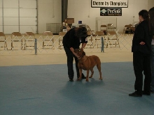 Dogue De Bordeaux 2003 Nationals