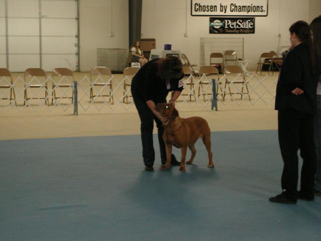 Dogue De Bordeaux 2003 Nationals