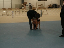 Dogue De Bordeaux 2003 Nationals