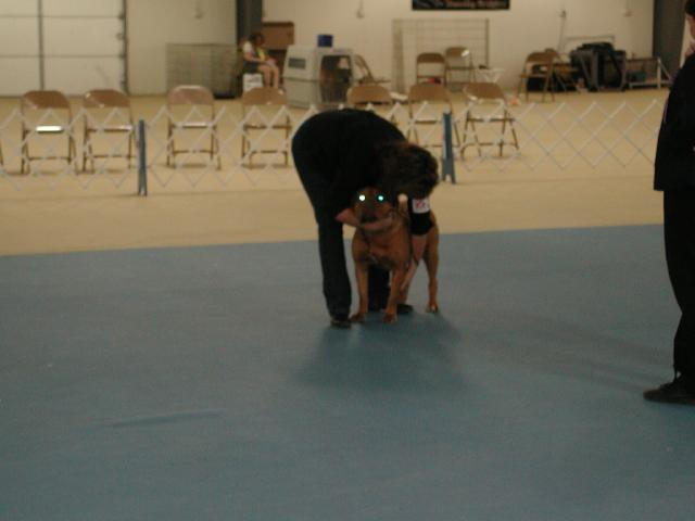 Dogue De Bordeaux 2003 Nationals