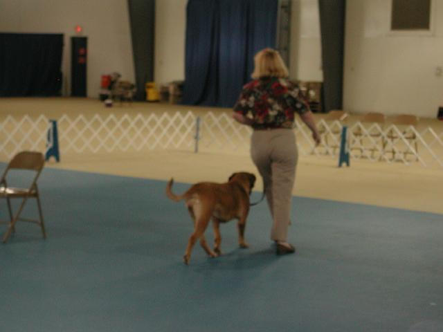 Dogue De Bordeaux 2003 Nationals