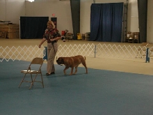 Dogue De Bordeaux 2003 Nationals