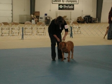 Dogue De Bordeaux 2003 Nationals