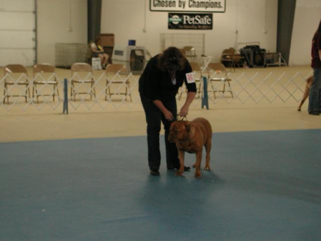 Dogue De Bordeaux 2003 Nationals