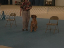 Dogue De Bordeaux 2003 Nationals