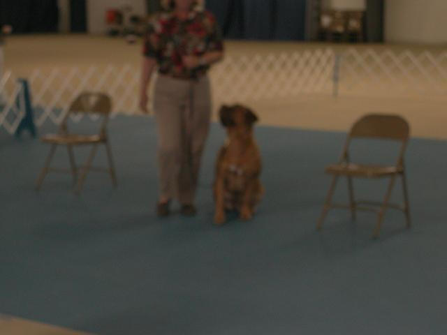 Dogue De Bordeaux 2003 Nationals