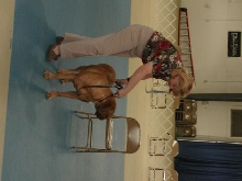 Dogue De Bordeaux 2003 Nationals