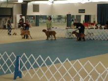 Dogue De Bordeaux 2003 Nationals