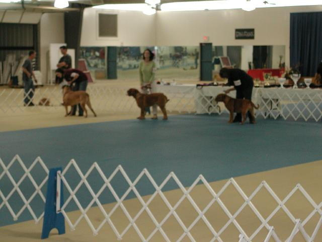 Dogue De Bordeaux 2003 Nationals