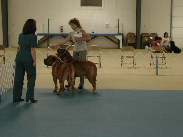 Dogue De Bordeaux 2003 Nationals