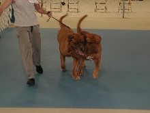 Dogue De Bordeaux 2003 Nationals