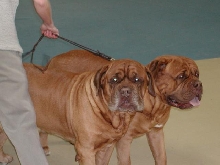 Dogue De Bordeaux 2003 Nationals