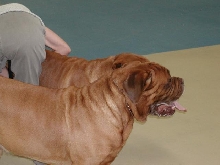 Dogue De Bordeaux 2003 Nationals