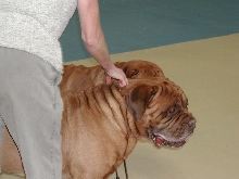 Dogue De Bordeaux 2003 Nationals
