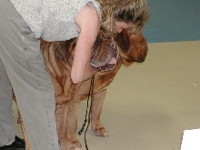 Dogue De Bordeaux 2003 Nationals