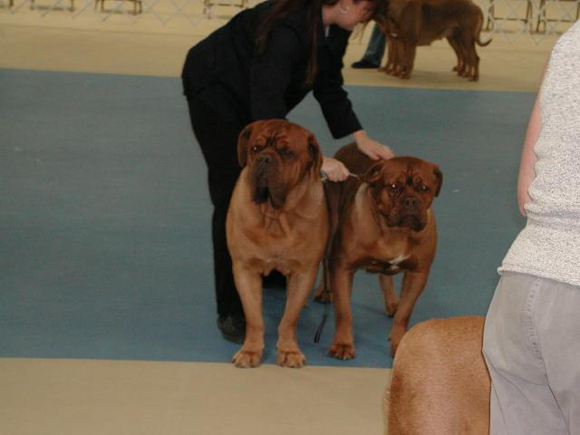 Dogue De Bordeaux 2003 Nationals