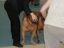 Dogue De Bordeaux 2003 Nationals