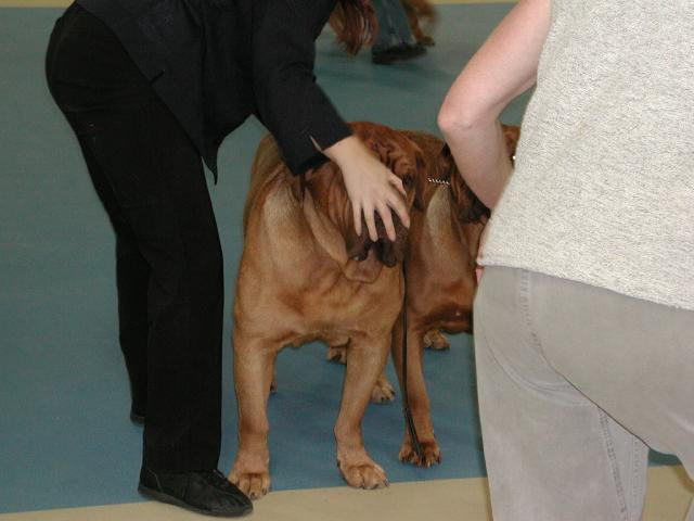 Dogue De Bordeaux 2003 Nationals
