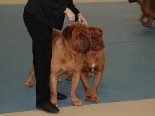Dogue De Bordeaux 2003 Nationals