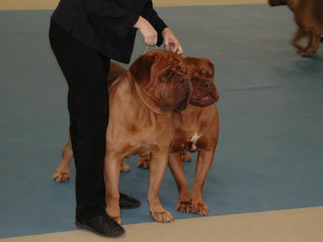 Dogue De Bordeaux 2003 Nationals