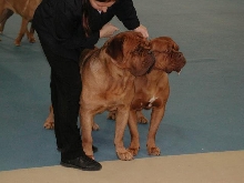 Dogue De Bordeaux 2003 Nationals