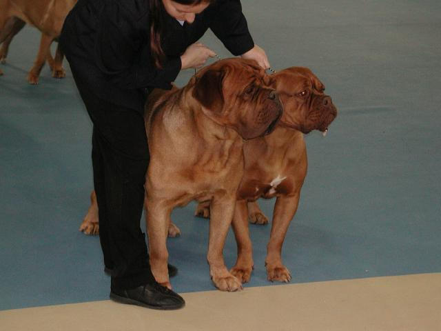 Dogue De Bordeaux 2003 Nationals