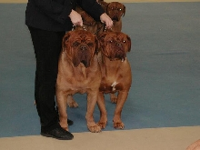 Dogue De Bordeaux 2003 Nationals
