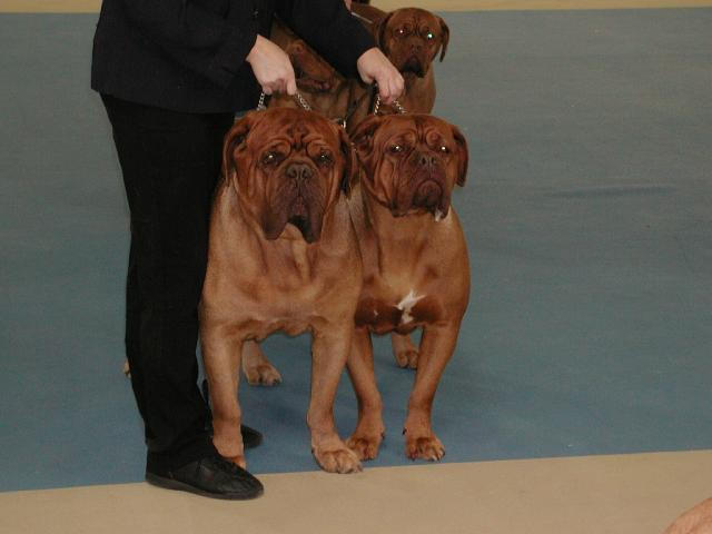 Dogue De Bordeaux 2003 Nationals