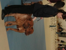 Dogue De Bordeaux 2003 Nationals