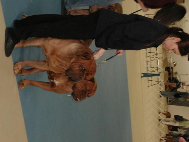 Dogue De Bordeaux 2003 Nationals