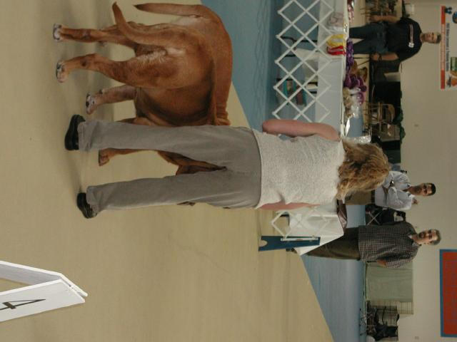 Dogue De Bordeaux 2003 Nationals
