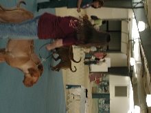 Dogue De Bordeaux 2003 Nationals