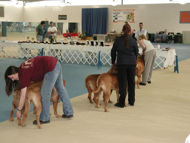 Dogue De Bordeaux 2003 Nationals